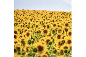 Sunflower Seed Oil